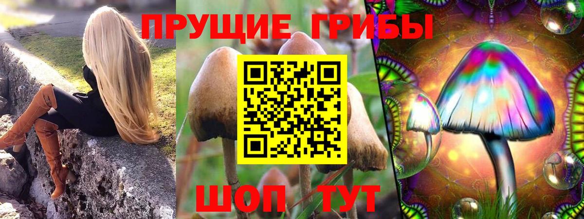 Псилоцибиновые грибы Psilocybe Коммунар